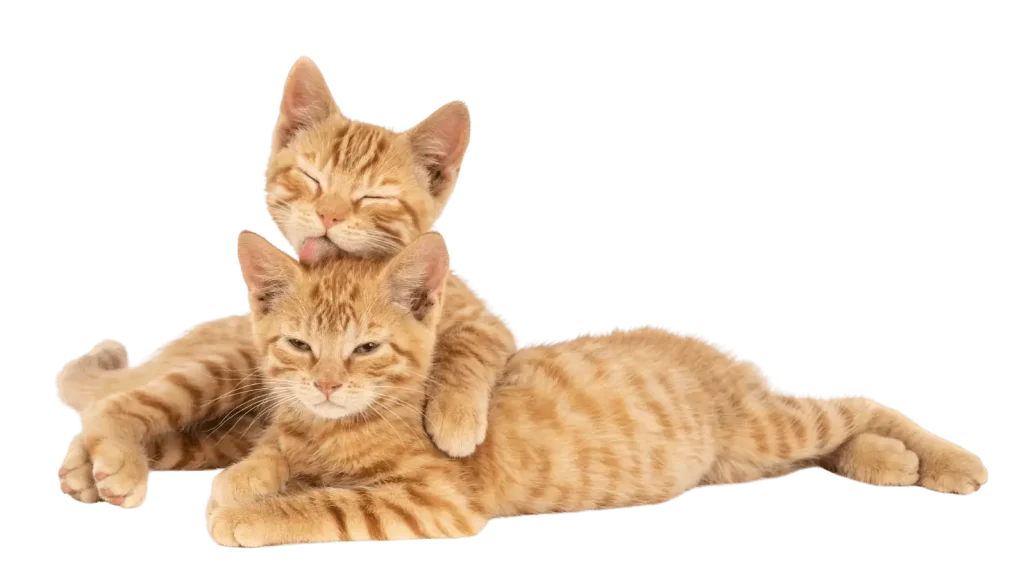 Vertically integrated cat litter manufacturing performance testing