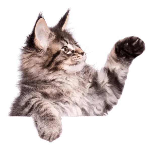 Interactive Cat Litter Manufacturing Solution Finder