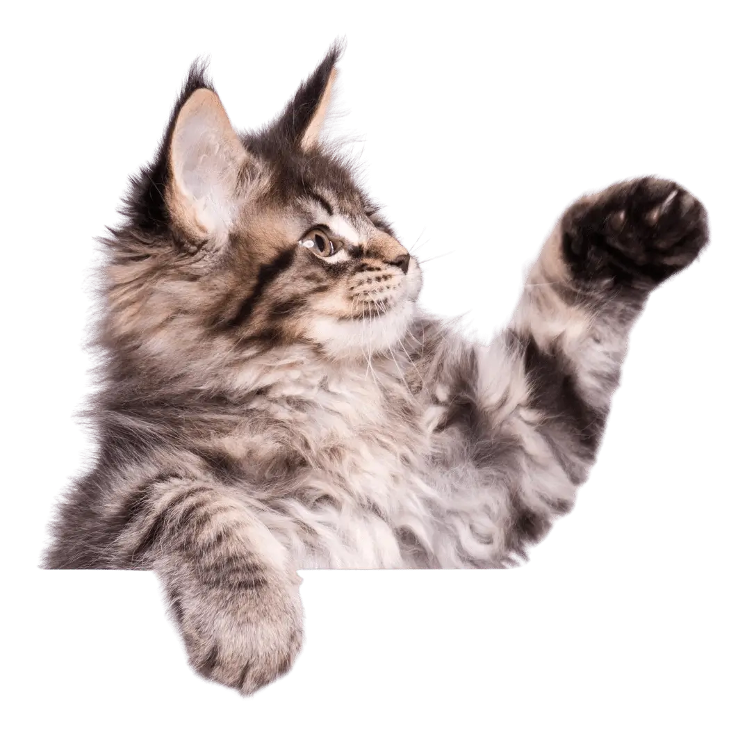 Curious cat interacting with advanced lightweight mineral cat litter