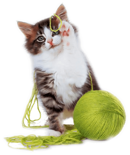 Cat Litter Manufacturing Superior Final Product Quality